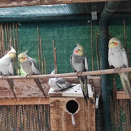 Penzion Kosky Hamr Ngoại thất bức ảnh